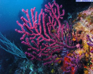 Australia: La Grande barriera corallina è ormai danneggiata dei due terzi a causa dello sbiancamento